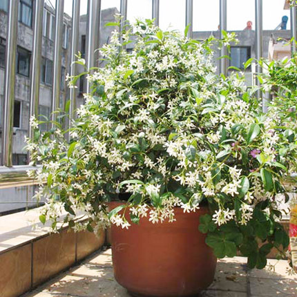 9種花卉爬藤能爬滿墻，美不勝收