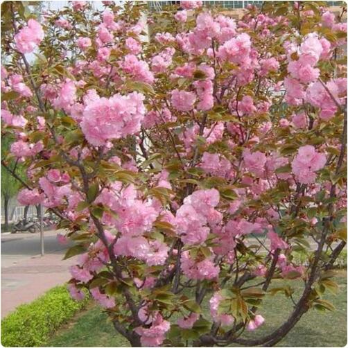 9種花卉爬藤能爬滿墻，美不勝收