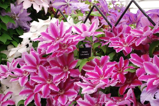 鐵線蓮是鐵漢子，養護要“粗”養