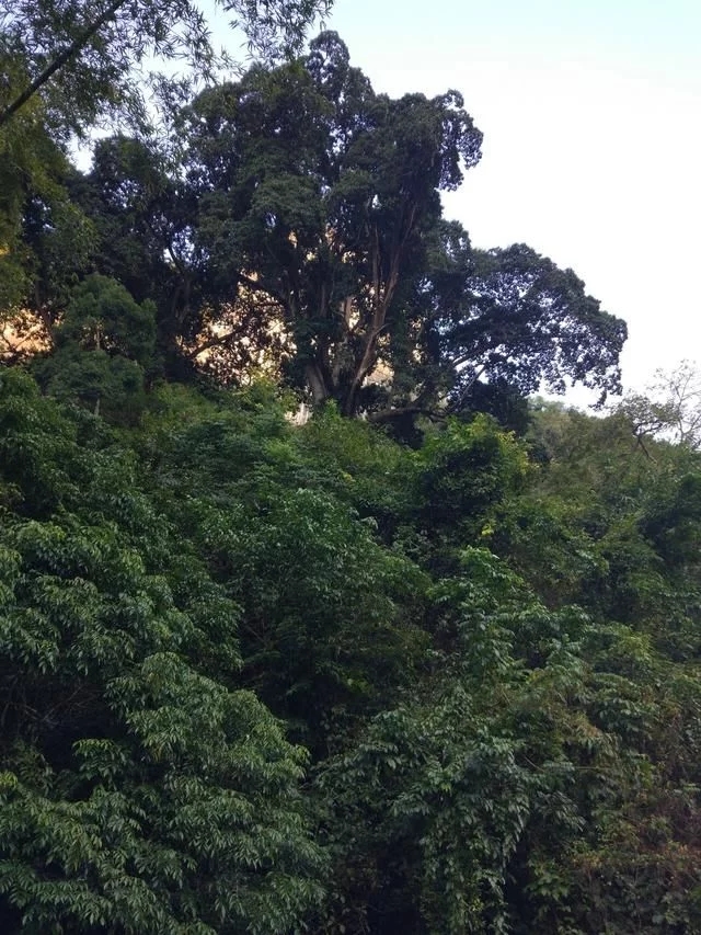 走進廣西：探秘弄崗自然保護區千年蜆木王