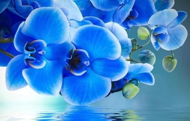 蝴蝶蘭的花語與傳說你知道嗎