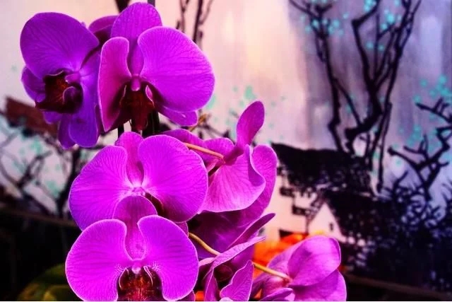 蝴蝶蘭的花語與傳說你知道嗎
