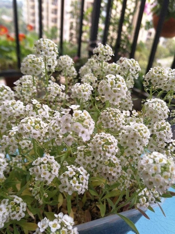 香雪球花期長,爆盆容易極芳香,是盆栽佳品