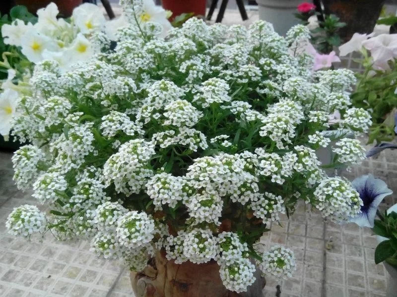 香雪球花期長,爆盆容易極芳香,是盆栽佳品