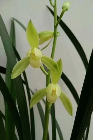 普通土壤為什么不適合養殖蘭花