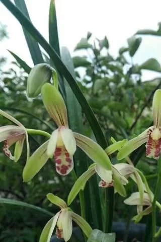 普通土壤為什么不適合養殖蘭花