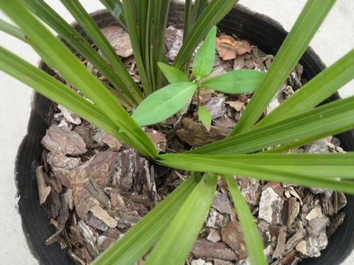 直接用它養蘭花，比市面蘭花土好10倍！