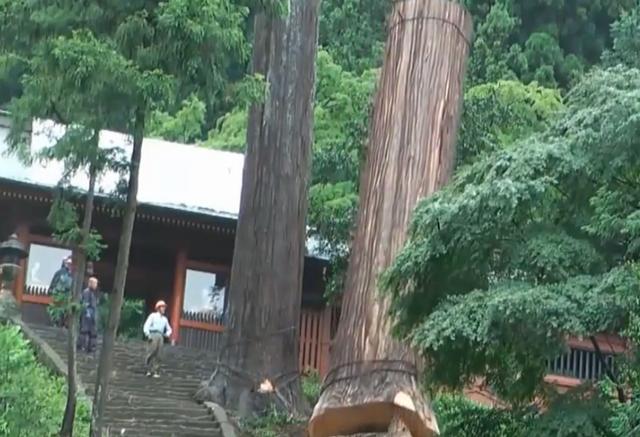 老人去世后，千年古樹被人私自一刀刀砍倒