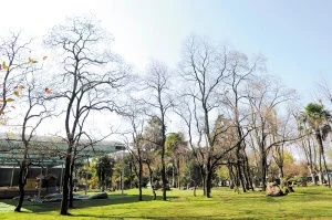 眾多珍貴植物藏身昆明西華公園