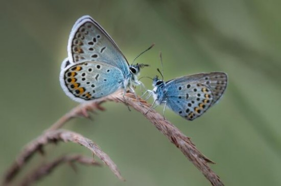 對生物多樣性而言 2017年喜憂參半
