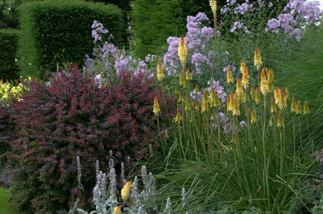 混合花境設(shè)計(jì)與種植建議