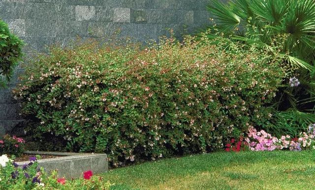 混合花境設(shè)計(jì)與種植建議