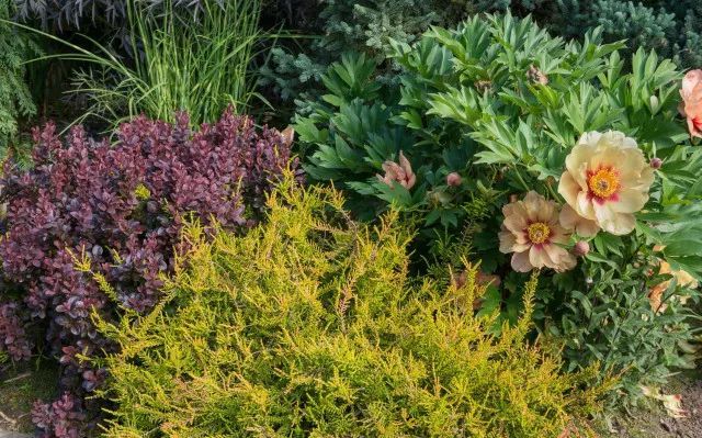 混合花境設(shè)計(jì)與種植建議