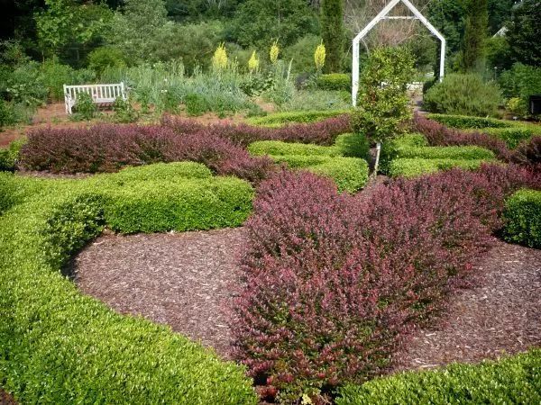 混合花境設(shè)計(jì)與種植建議