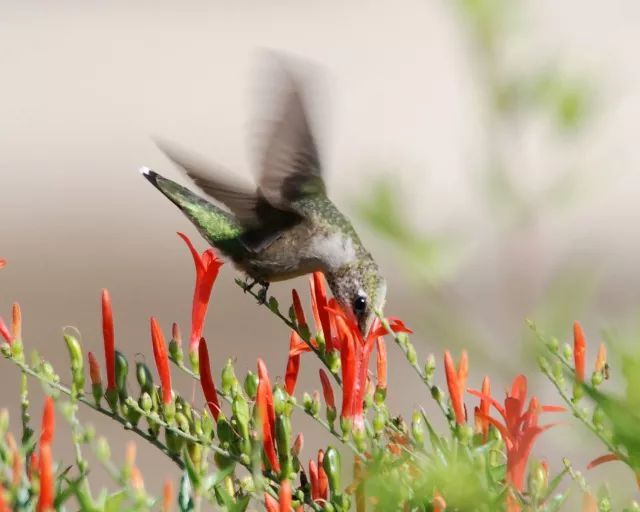 混合花境設(shè)計(jì)與種植建議