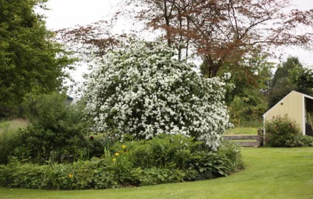 混合花境設(shè)計(jì)與種植建議