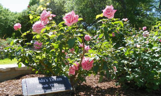 混合花境設(shè)計(jì)與種植建議