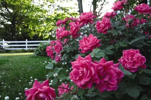 混合花境設(shè)計(jì)與種植建議