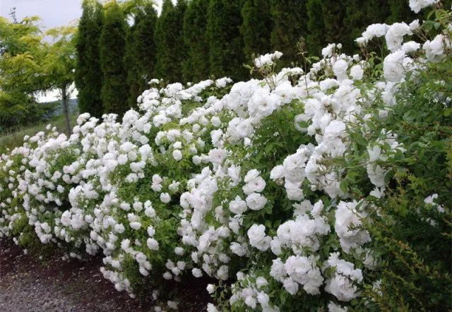 混合花境設(shè)計(jì)與種植建議