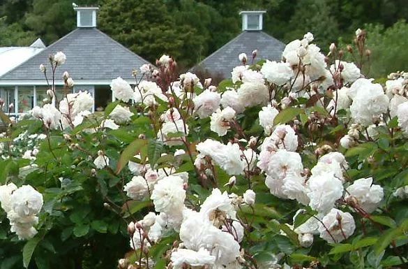 混合花境設(shè)計(jì)與種植建議