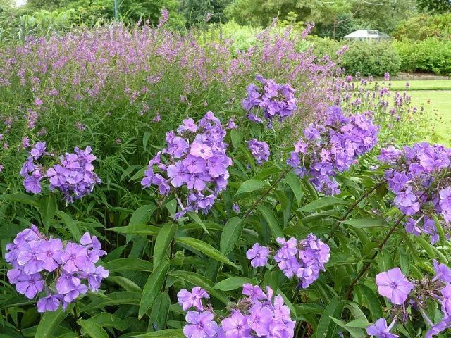 混合花境設(shè)計(jì)與種植建議