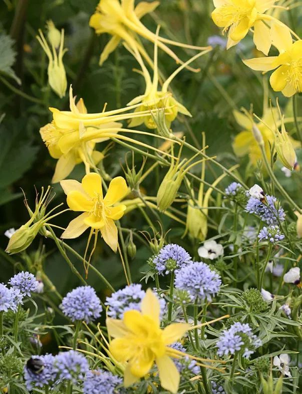 混合花境設(shè)計(jì)與種植建議