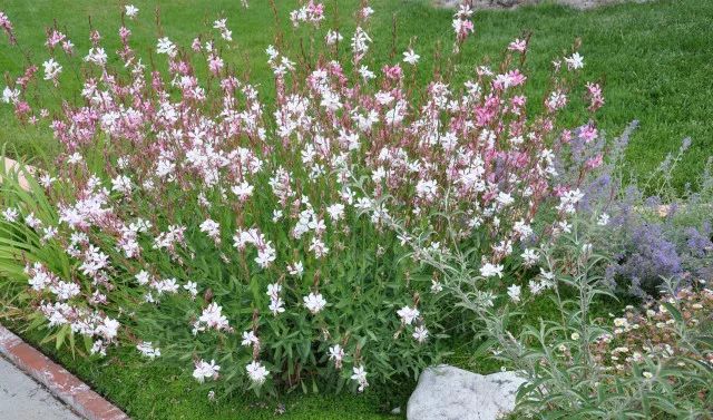 混合花境設(shè)計(jì)與種植建議