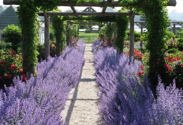 混合花境設(shè)計(jì)與種植建議