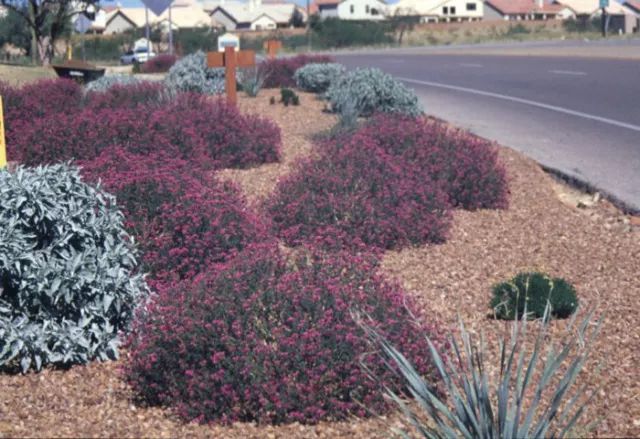 混合花境設(shè)計(jì)與種植建議