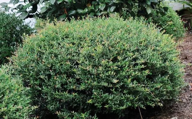 混合花境設(shè)計(jì)與種植建議