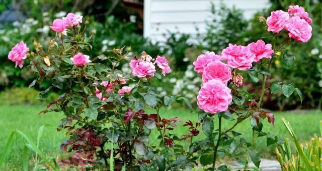 混合花境設(shè)計(jì)與種植建議