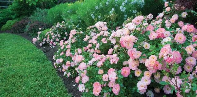 混合花境設(shè)計(jì)與種植建議