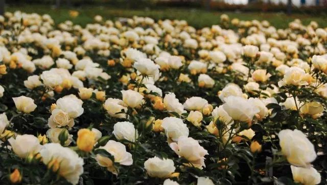 混合花境設(shè)計(jì)與種植建議