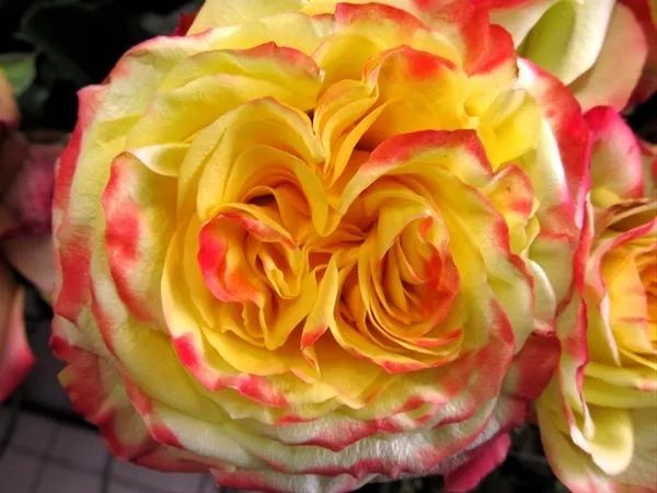 混合花境設(shè)計(jì)與種植建議