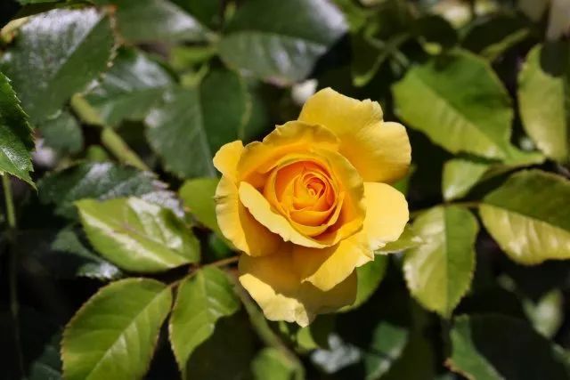 混合花境設(shè)計(jì)與種植建議