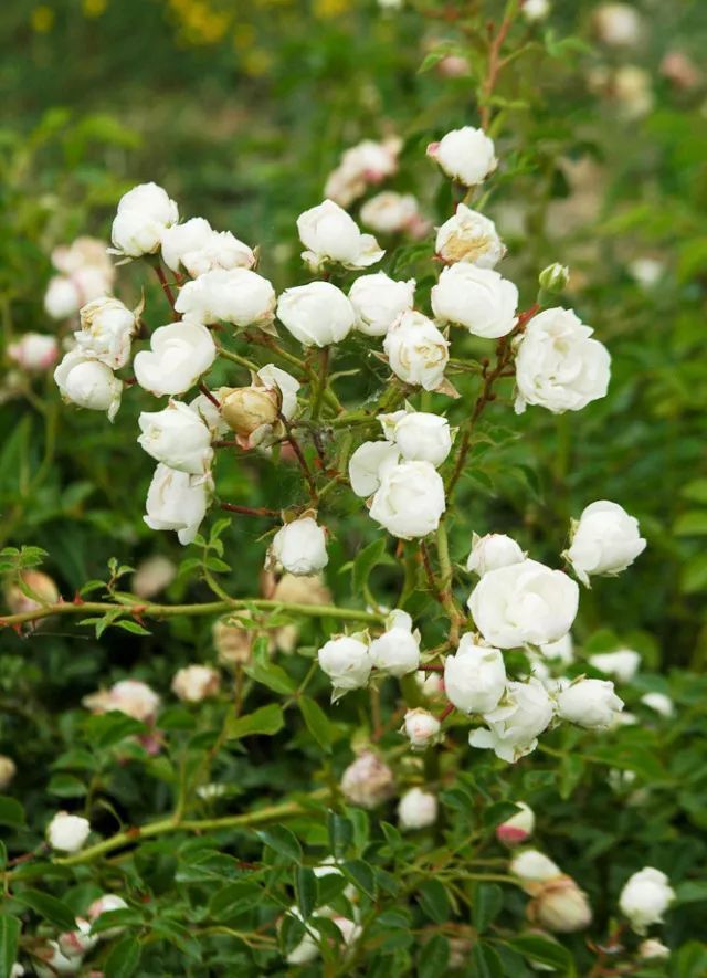 混合花境設(shè)計(jì)與種植建議