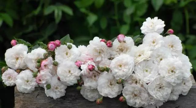 混合花境設(shè)計(jì)與種植建議