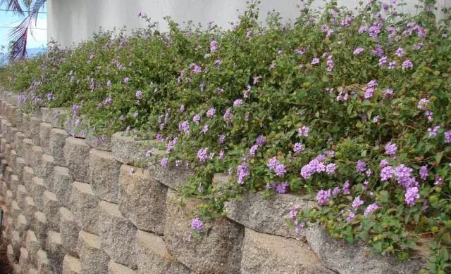 混合花境設(shè)計(jì)與種植建議