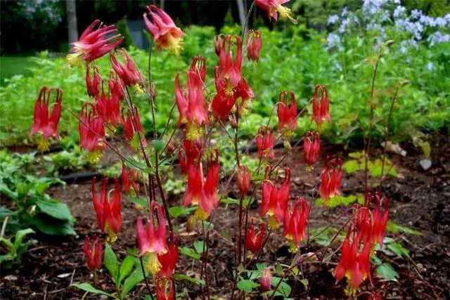 混合花境設(shè)計(jì)與種植建議