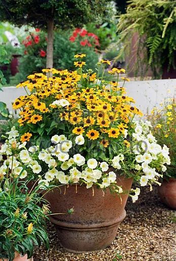 混合花境設(shè)計(jì)與種植建議