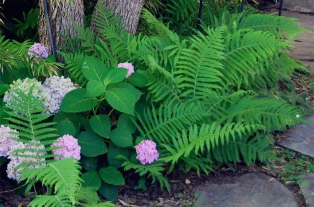 混合花境設(shè)計(jì)與種植建議