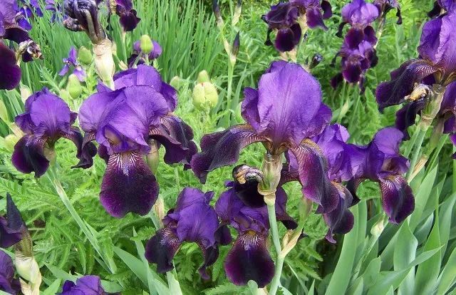 混合花境設(shè)計(jì)與種植建議