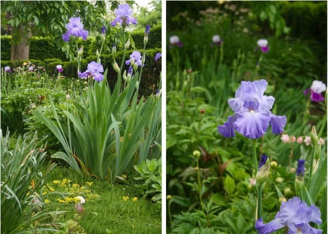 混合花境設(shè)計(jì)與種植建議