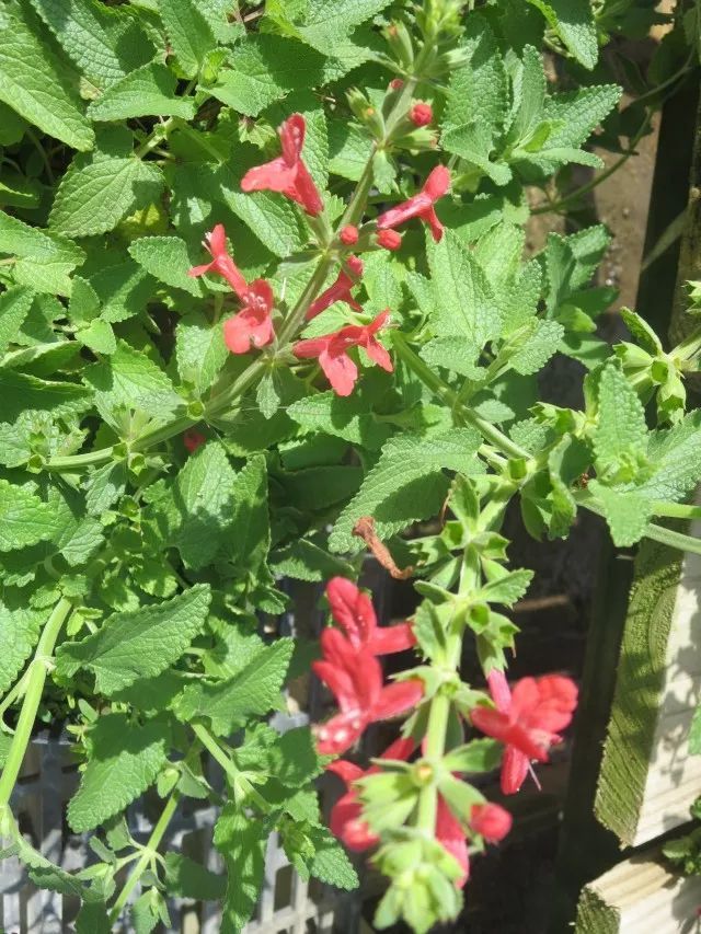 混合花境設(shè)計(jì)與種植建議