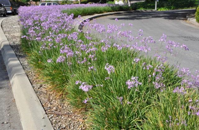 混合花境設(shè)計(jì)與種植建議