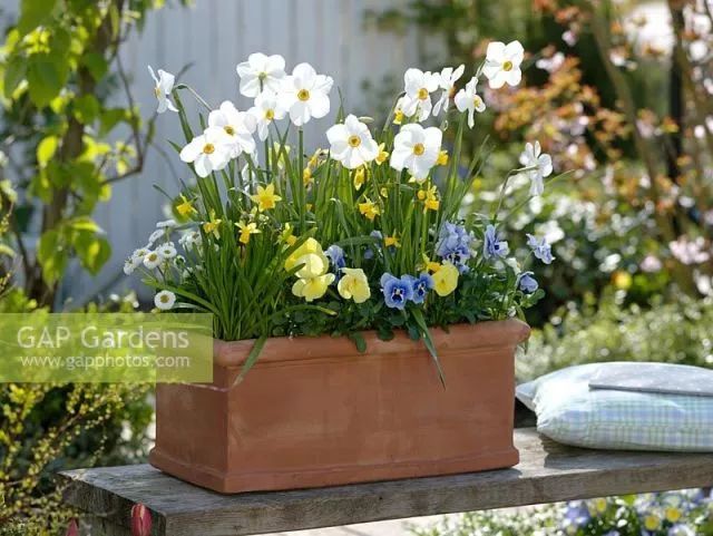 混合花境設(shè)計(jì)與種植建議