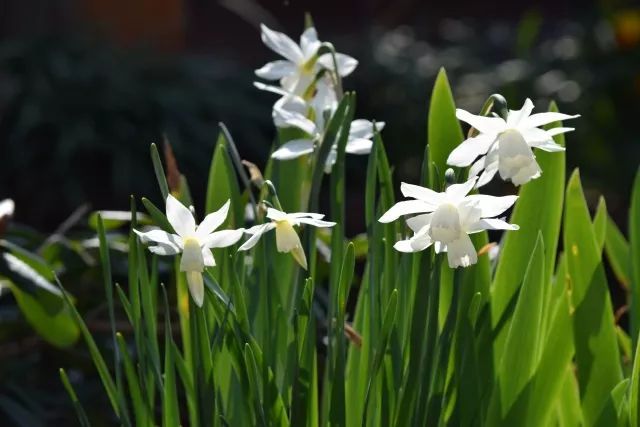 混合花境設(shè)計(jì)與種植建議