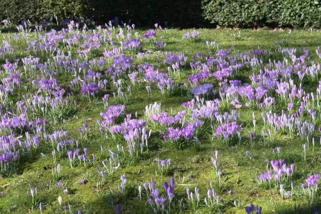 混合花境設(shè)計(jì)與種植建議