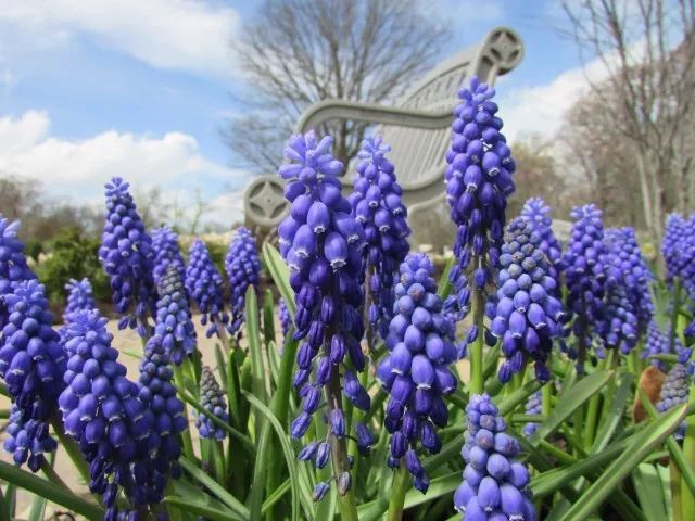 混合花境設(shè)計(jì)與種植建議