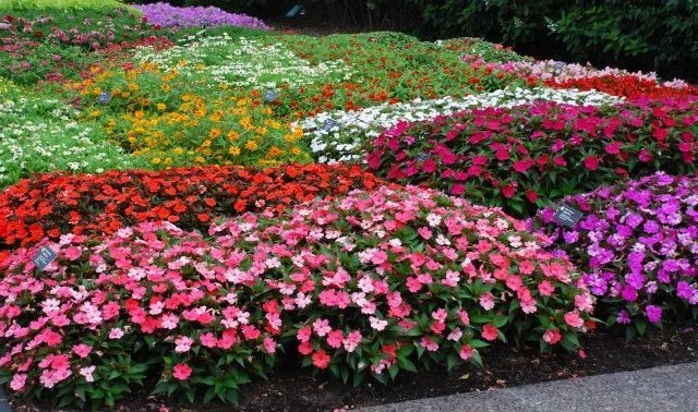 混合花境設(shè)計(jì)與種植建議